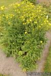 Photo: Potentilla astracanica 0.