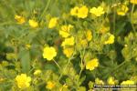 Photo: Potentilla astracanica 1.