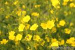 Photo: Potentilla astracanica 2.