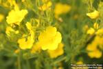 Photo: Potentilla astracanica 3.