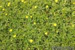 Photo: Potentilla anglica 4.