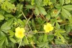 Photo: Potentilla anglica 7.