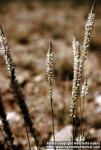 Photo: Polygala alba 1.