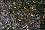 Photo: Potentilla anserina 2.