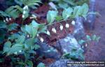 Photo: Polygonatum hirsutum.