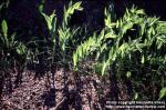 Photo: Polygonatum odoratum 2.
