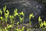 Photo: Polygonatum odoratum 5.