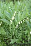 Photo: Polygonatum odoratum.