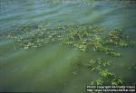 Photo: Polygonum amphibium.