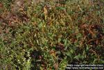 Photo: Polygonum persicaria.