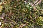 Photo: Polytrichum strictum.