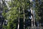 Photo: Populus tremula 2.