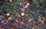 Photo: Potentilla anserina 3.