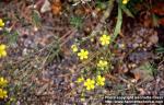 Photo: Potentilla argentea 3.