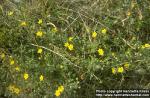 Photo: Potentilla argentea.