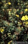 Photo: Potentilla fruticosa 1.