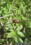 Photo: Potentilla palustris 1.