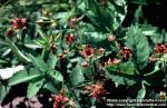 Photo: Potentilla palustris 2.