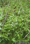 Photo: Potentilla palustris.