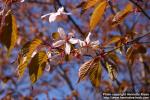 Photo: Prunus sargentii 3.