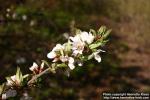 Photo: Prunus tomentosa.