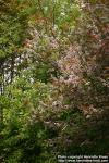 Photo: Prunus padus 9.