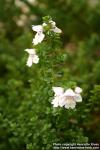 Photo: Prostanthera cuneata.