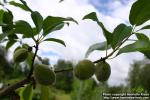 Photo: Prunus x persicoides 1.