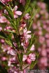 Photo: Prunus tenella 7.