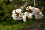 Photo: Prunus nigra.