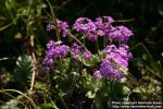 Photo: Primula farinosa.