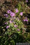 Photo: Primula farinosa 2.