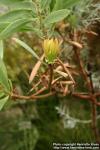 Photo: Protea caffra.