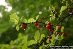 Photo: Prunus tomentosa 2.