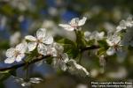 Photo: Prunus domestica 13.