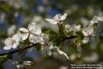 Photo: Prunus domestica 13.