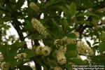 Photo: Prunus virginiana 11.