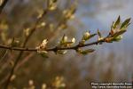 Photo: Prunus padus 24.