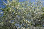 Photo: Prunus spinosa 7.