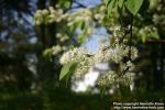 Photo: Prunus maackii 11.