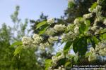 Photo: Prunus maackii 14.