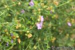 Photo: Prostanthera denticulata 1.