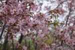 Photo: Prunus padus 36.