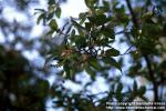 Photo: Prunus virginiana 5.