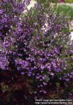 Photo: Prostanthera 2.