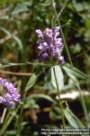 Photo: Prunella vulgaris 1.