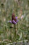 Photo: Prunella vulgaris 2.