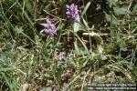 Photo: Prunella vulgaris.