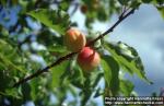 Photo: Prunus armeniaca.