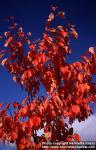 Photo: Prunus sargentii.